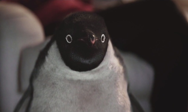 john-lewisin-sevimli-pengueni-ile-yilbasi-kampanyasi-artmanik-5